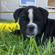 Olde english bulldogge Manse