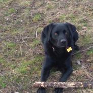 Labrador retriever Rollo