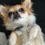 Chihuahua Emmy