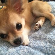 Chihuahua Emmy