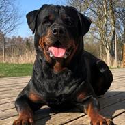 Rottweiler Furby