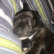 Staffordshire bull terrier Paco