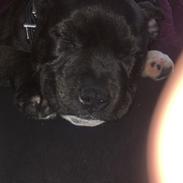 Staffordshire bull terrier Paco