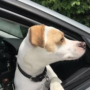 Dansk svensk gaardhund Zimba