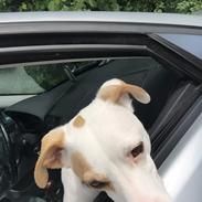 Dansk svensk gaardhund Zimba