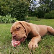 Dogue de bordeaux Buddy