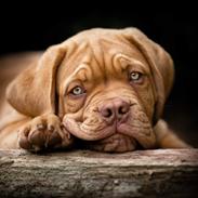 Dogue de bordeaux Buddy