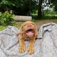 Dogue de bordeaux Buddy