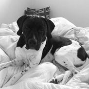 Blanding af racer Bob