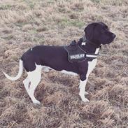 Blanding af racer Bob