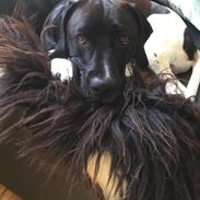 Blanding af racer Bob