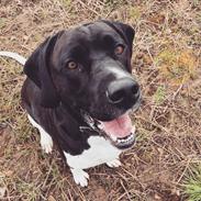 Blanding af racer Bob