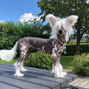 Chinese crested hårløs Malthe
