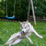 Siberian husky Bailey