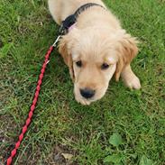 Golden retriever Ellie