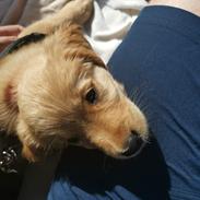 Golden retriever Ellie