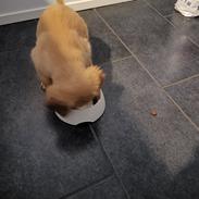 Golden retriever Ellie