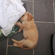 Golden retriever Ellie