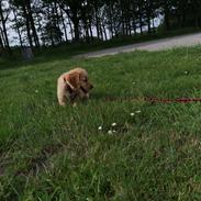 Golden retriever Ellie