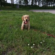 Golden retriever Ellie