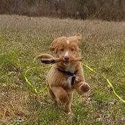 Nova scotia duck tolling retriever Chance