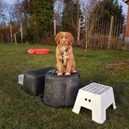 Nova scotia duck tolling retriever Chance