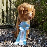 Nova scotia duck tolling retriever Chance