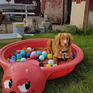 Nova scotia duck tolling retriever Chance
