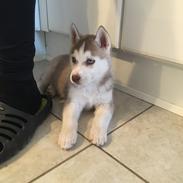 Siberian husky Sunshine Lady