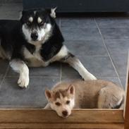 Siberian husky Sunshine Lady