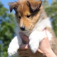 Collie langhåret Ebony Moor´s Ebullient Eya