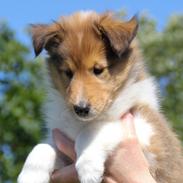 Collie langhåret Ebony Moor´s Ebullient Eya