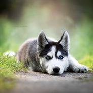Siberian husky Koda