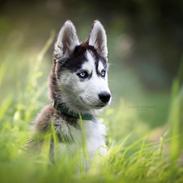 Siberian husky Koda