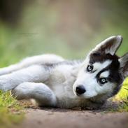 Siberian husky Koda