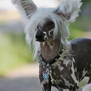 Chinese crested hårløs Malthe