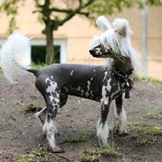 Chinese crested hårløs Malthe