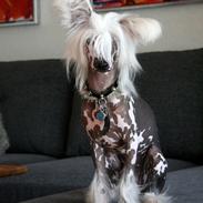 Chinese crested hårløs Malthe