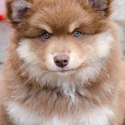 Finsk lapphund Lapinkaunis Shelby Maverick