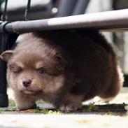 Finsk lapphund Lapinkaunis Shelby Maverick