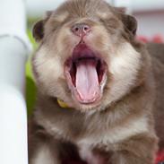 Finsk lapphund Lapinkaunis Shelby Maverick