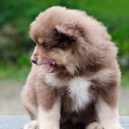 Finsk lapphund Lapinkaunis Shelby Maverick