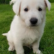 Hvid Schweizisk Hyrdehund SKYE (BeDaBlanco Nice Ninja)