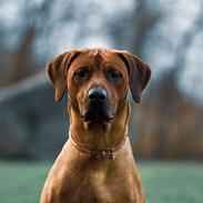 Rhodesian ridgeback Hazinas 7th Galactic Cosmos "Sam"