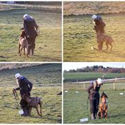 Rhodesian ridgeback Hazinas 7th Galactic Cosmos "Sam"
