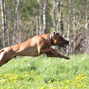 Rhodesian ridgeback Hazinas 7th Galactic Cosmos "Sam"