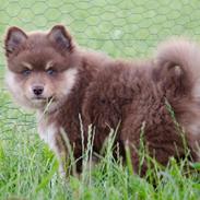 Finsk lapphund Lapinkaunis Shelby Maverick