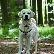 Golden retriever Pumba