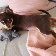 Chihuahua Cosmo