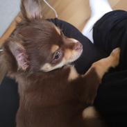 Chihuahua Cosmo
